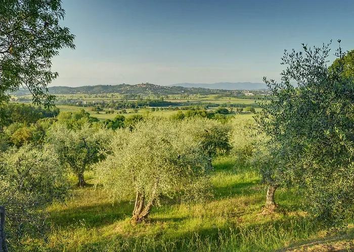 Tuscan Roots *